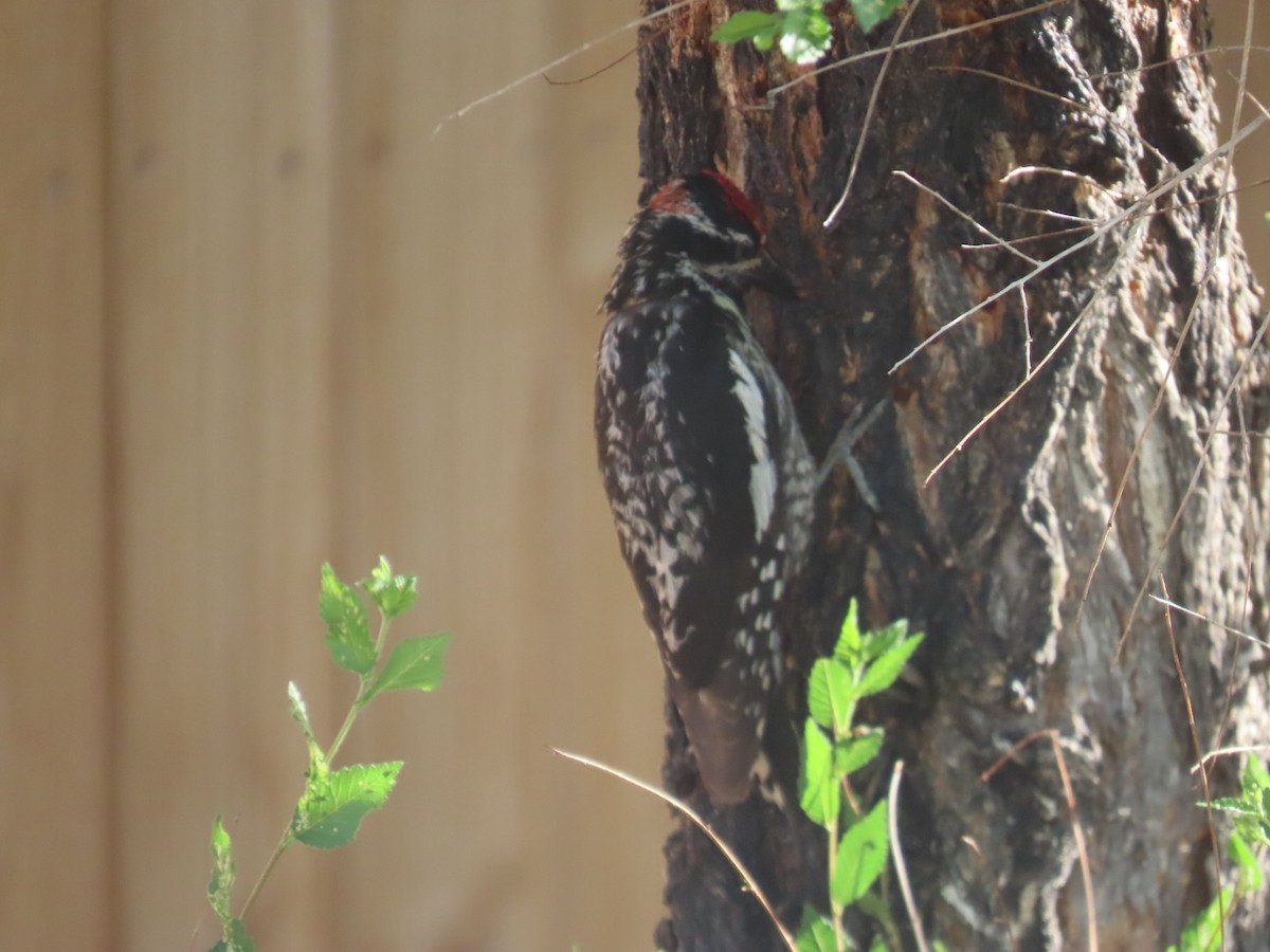 Red-naped Sapsucker - ML638223782