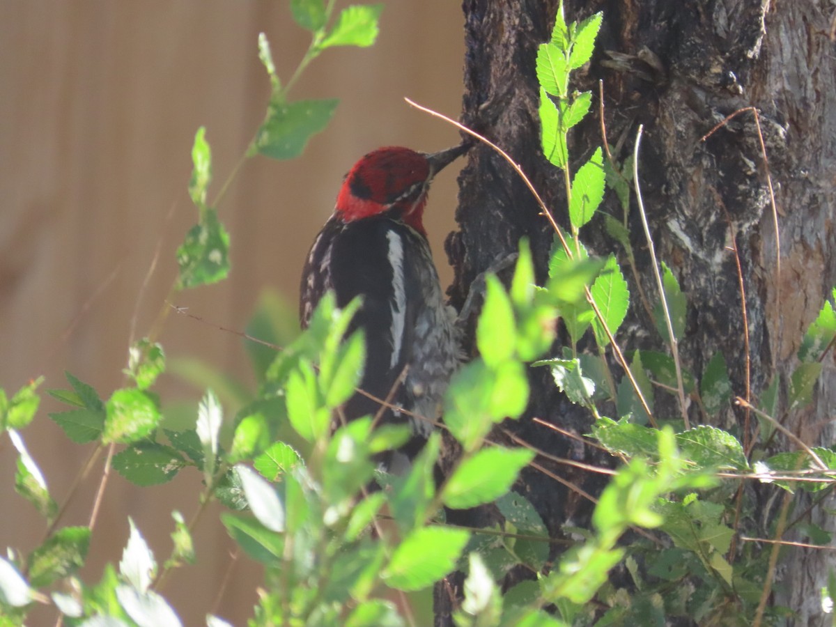 Red-naped Sapsucker - ML638223783