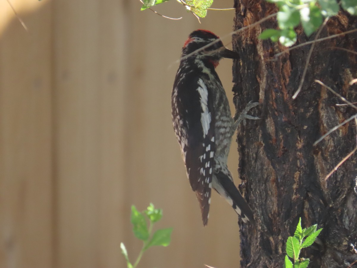 Red-naped Sapsucker - ML638223784