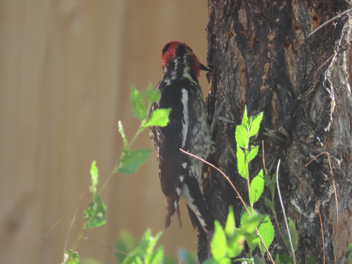 Red-naped Sapsucker - ML638223785