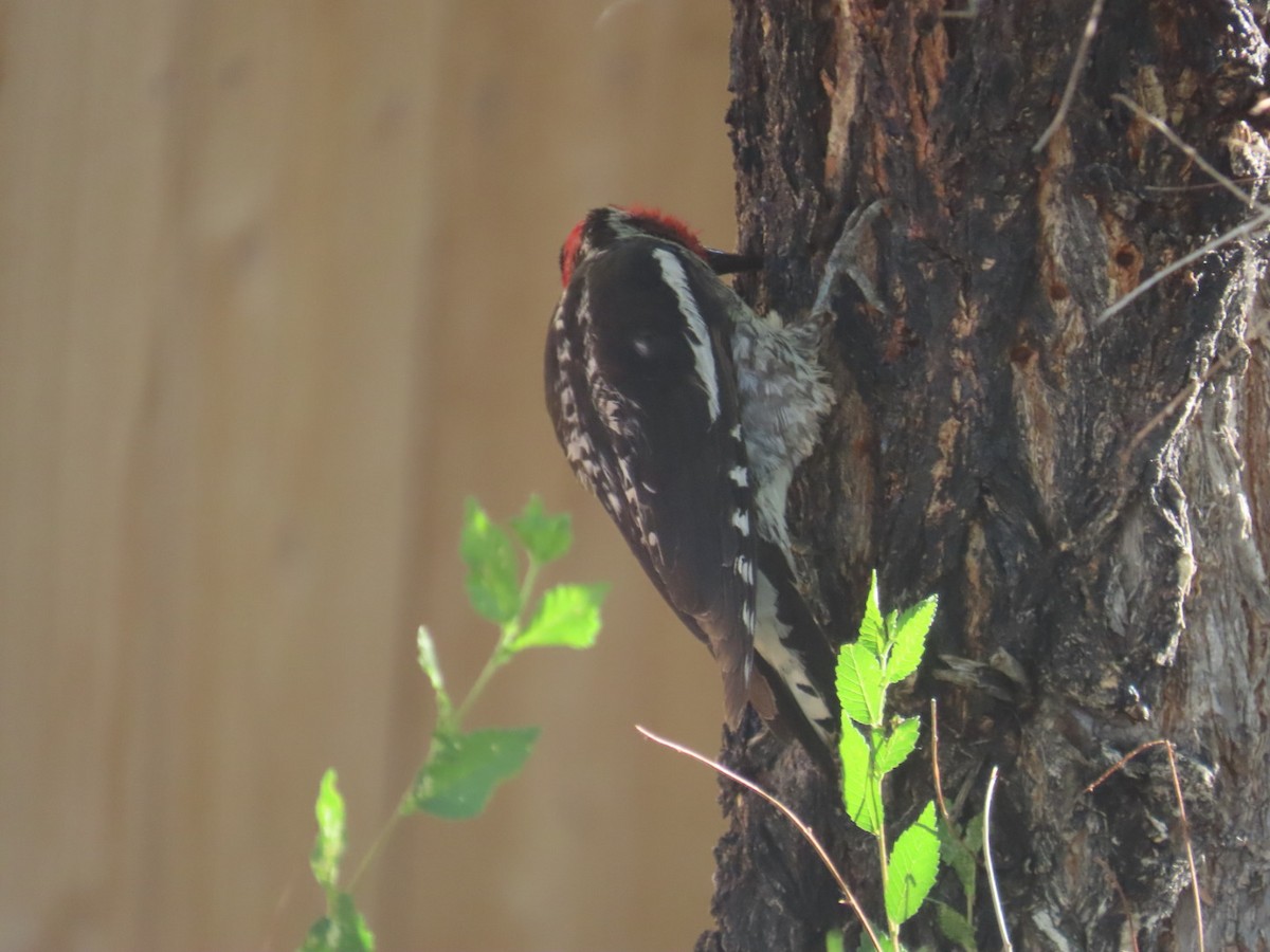 Red-naped Sapsucker - ML638223786