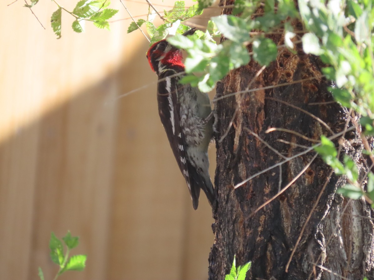 Red-naped Sapsucker - ML638223787