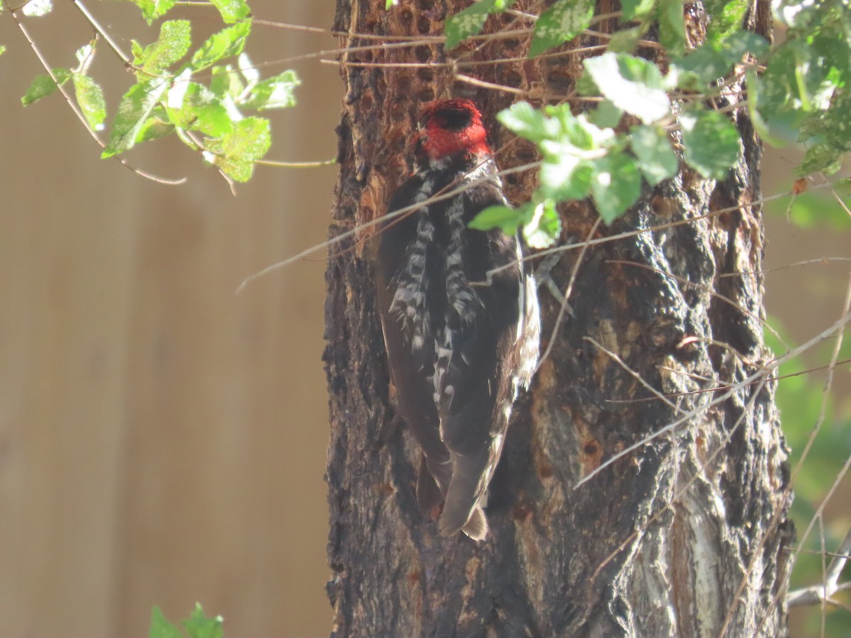 Red-naped Sapsucker - ML638223788