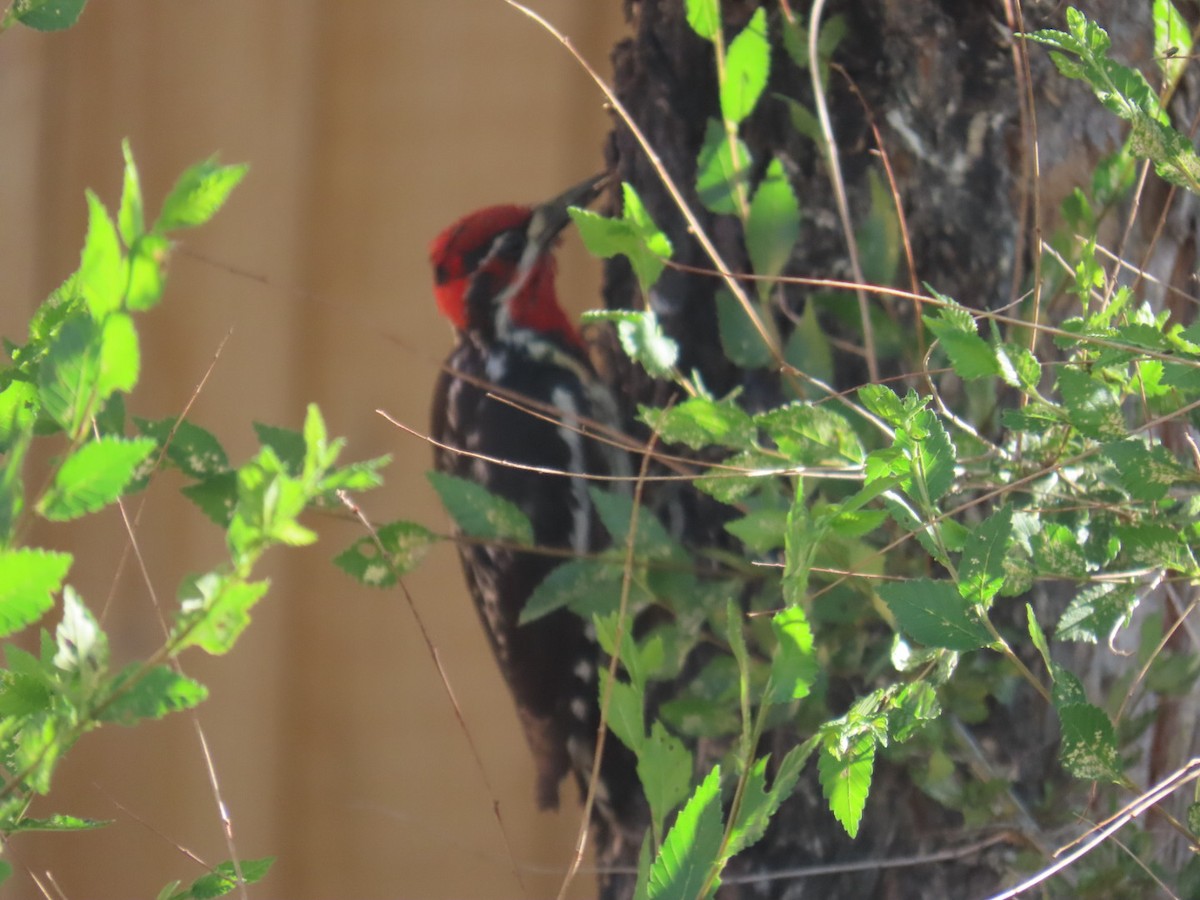 Red-naped Sapsucker - ML638223789