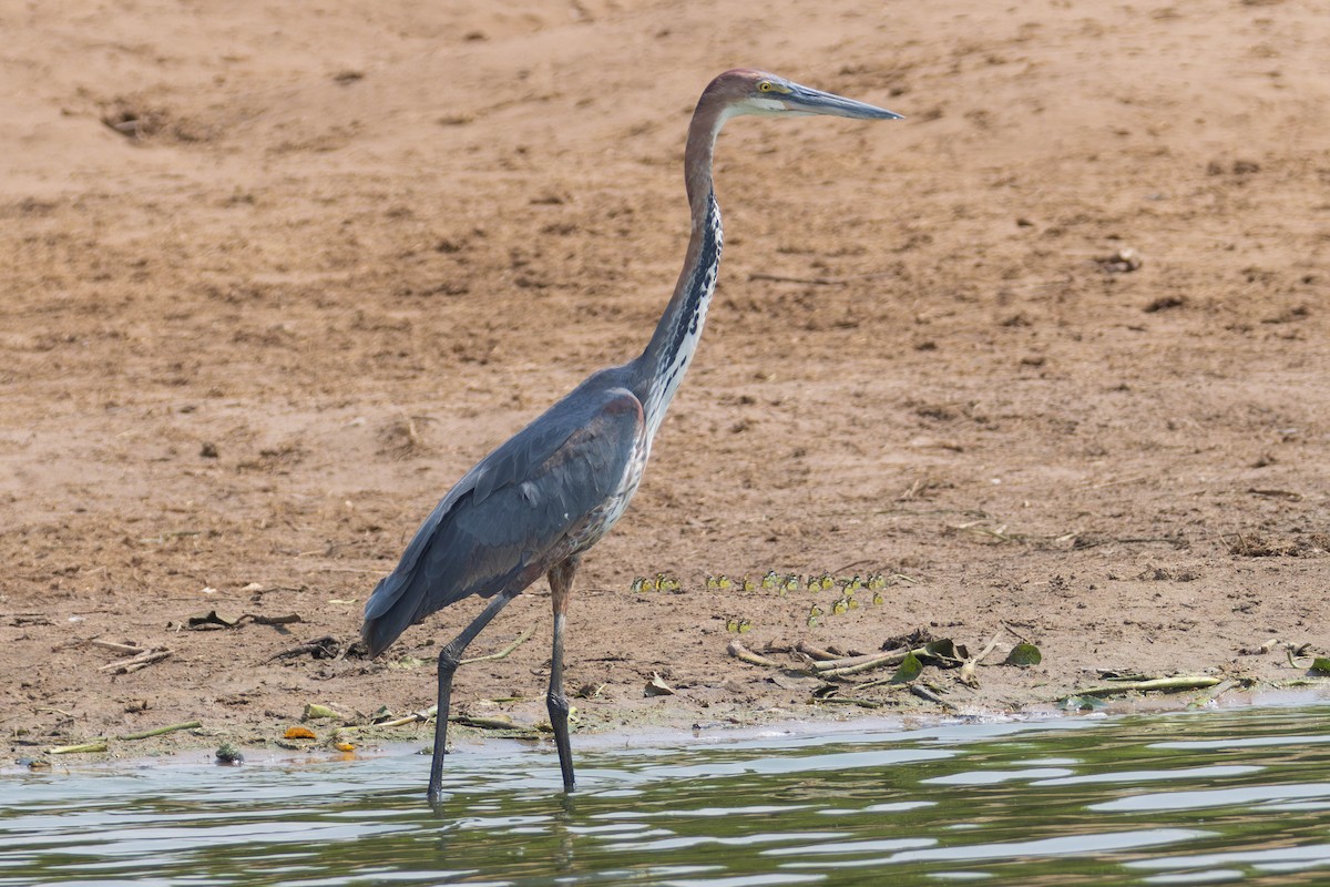 Goliath Heron - ML638223791