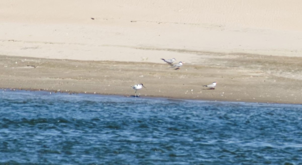 Pied Avocet - ML638223795