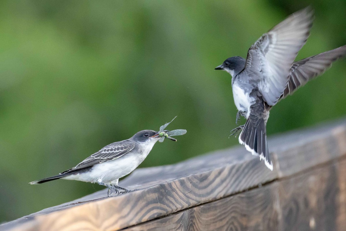 Eastern Kingbird - ML638223799