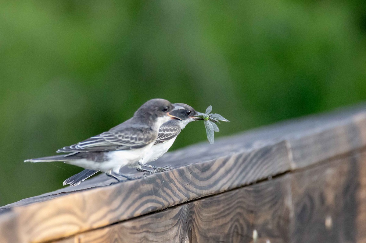 Eastern Kingbird - ML638223802