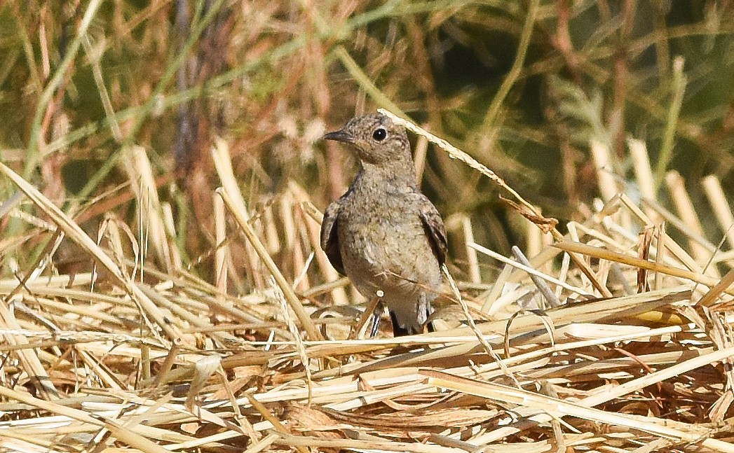 Western Black-eared Wheatear - ML638223804