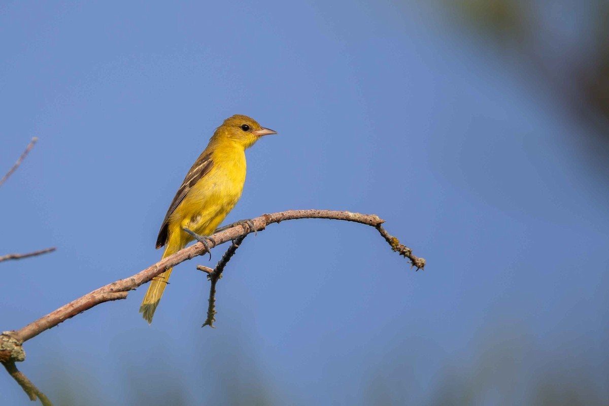 Orchard Oriole - ML638223832