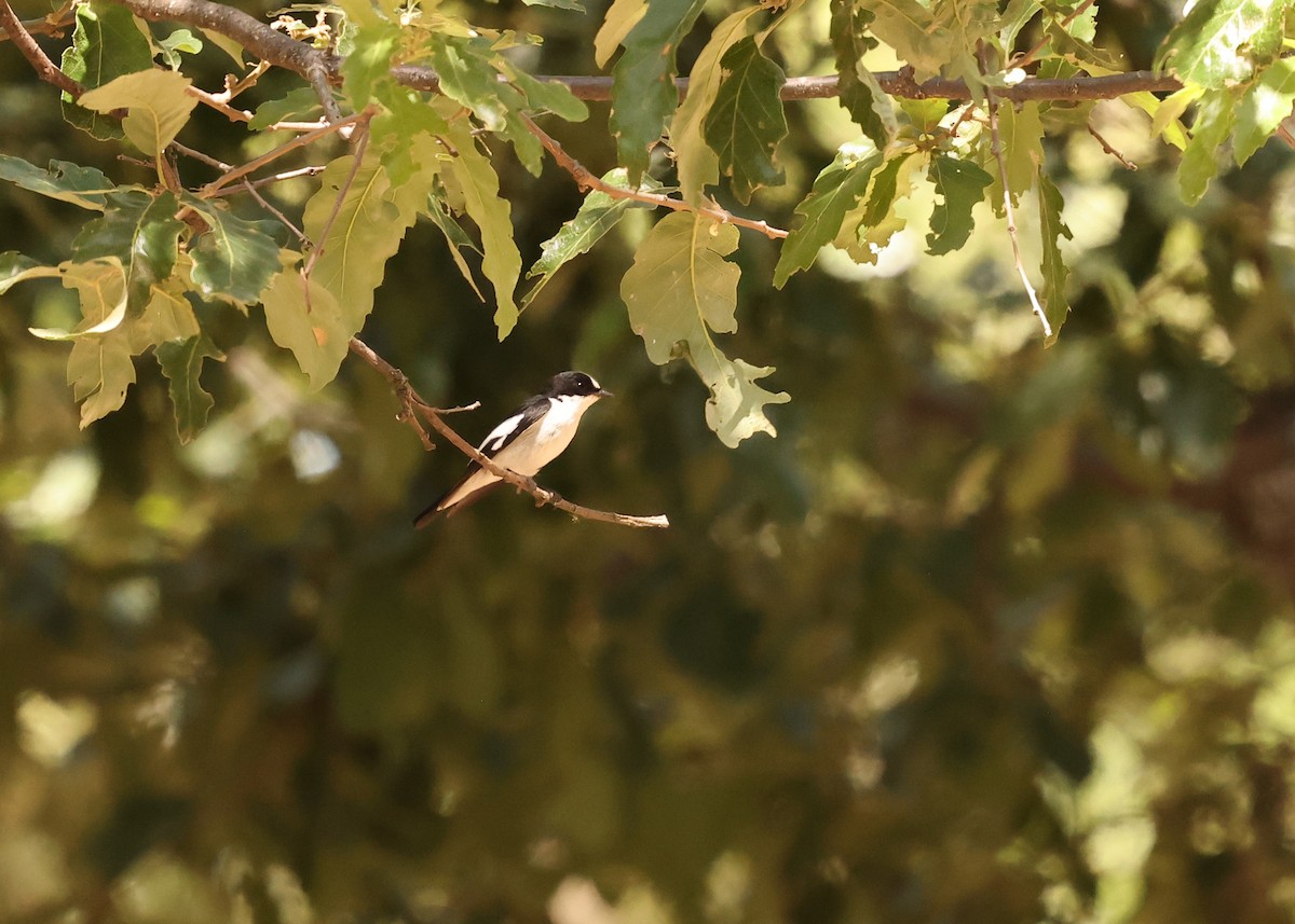 Atlas Flycatcher - ML638223847