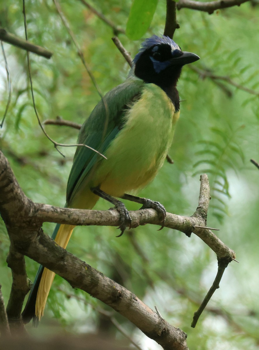 Green Jay - ML638223848