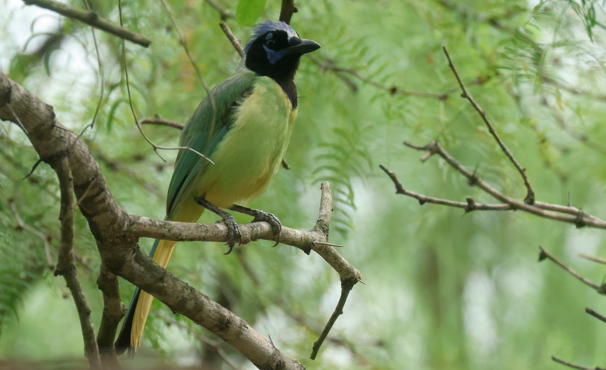 Green Jay - ML638223849
