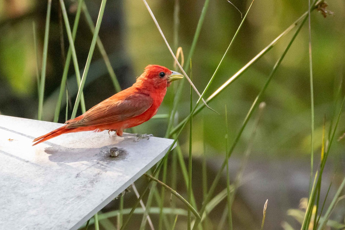 Summer Tanager - ML638223860