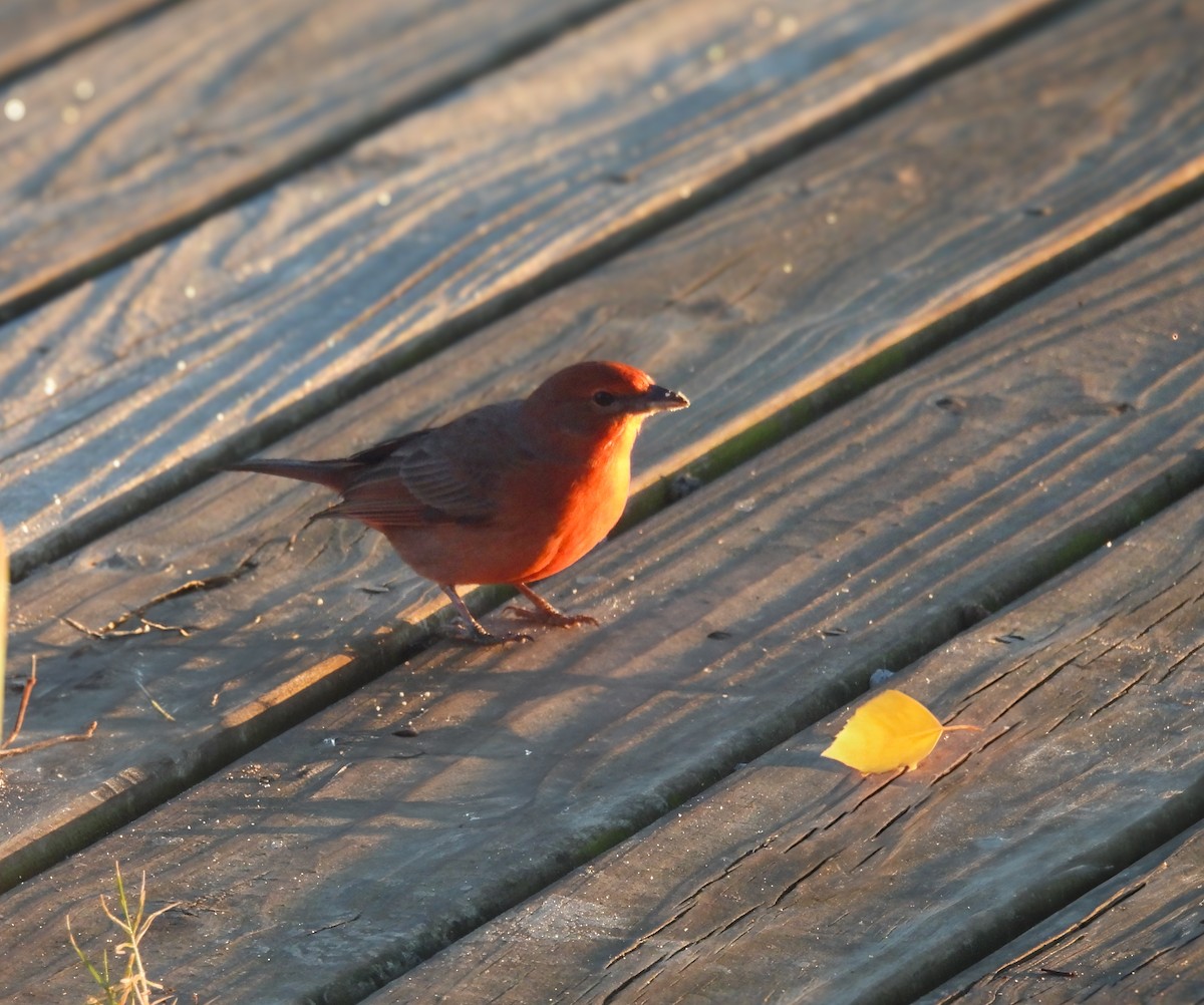 Hepatic Tanager - ML638223872