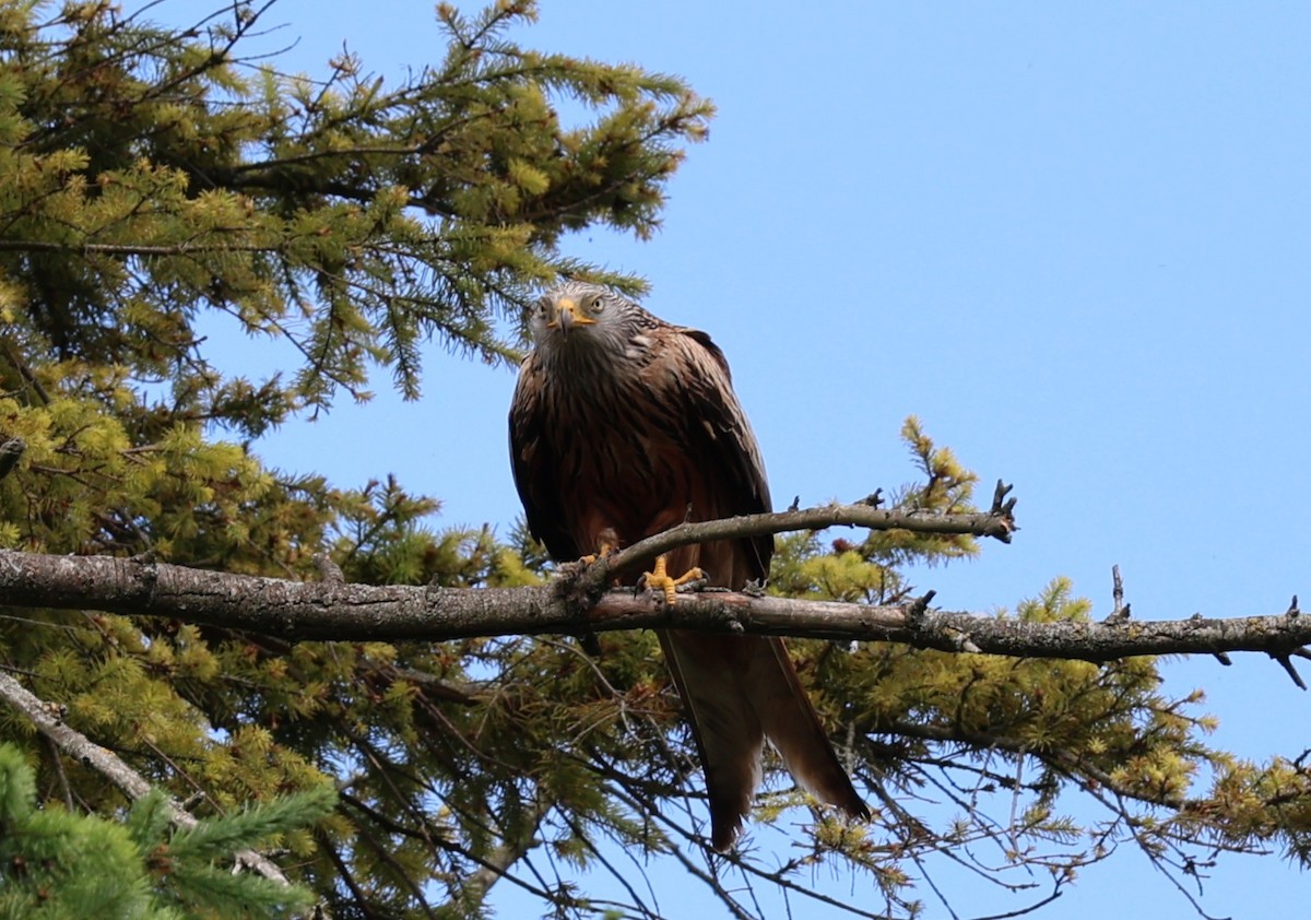 Red Kite - ML638223876