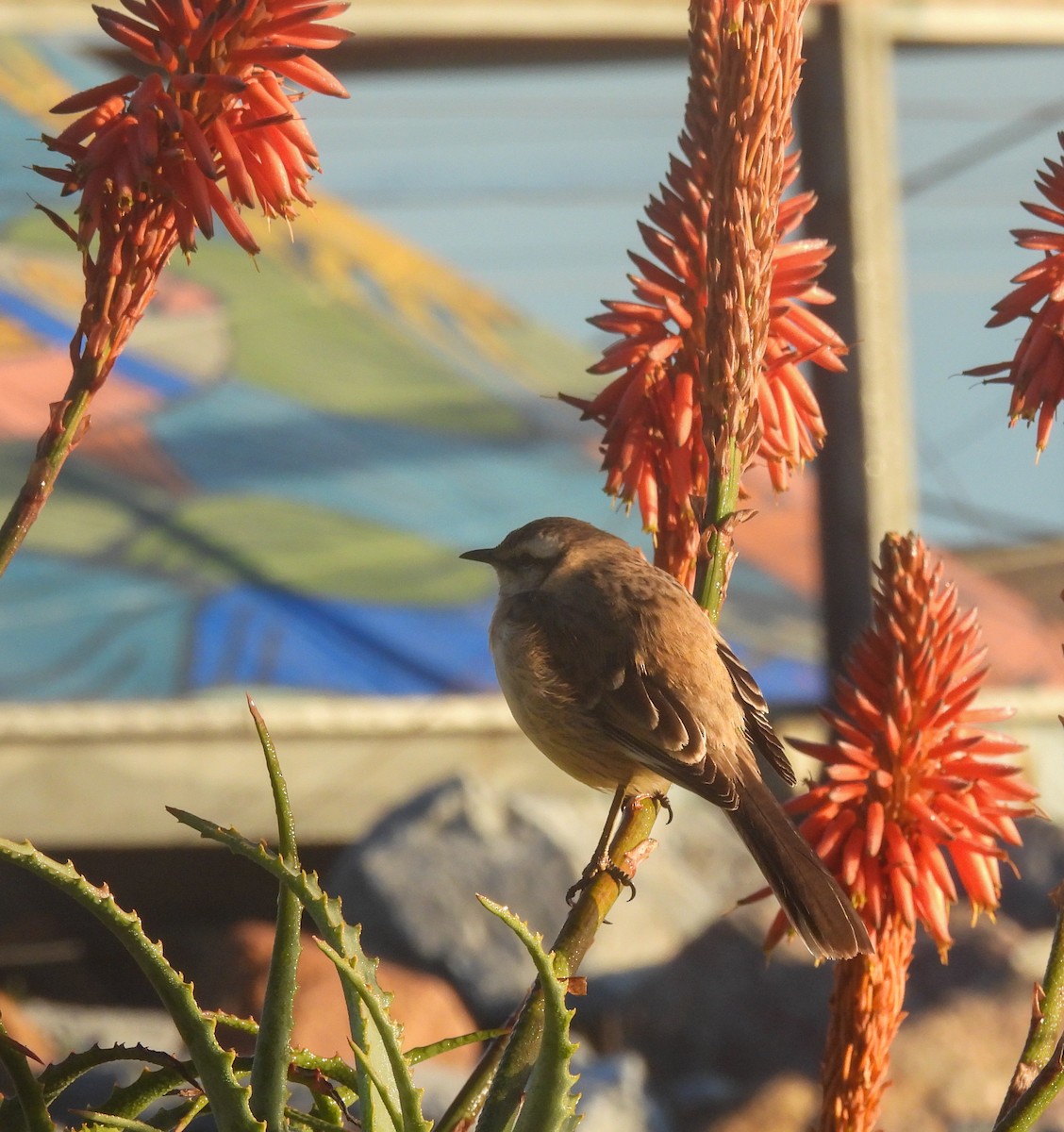 Chalk-browed Mockingbird - ML638223898