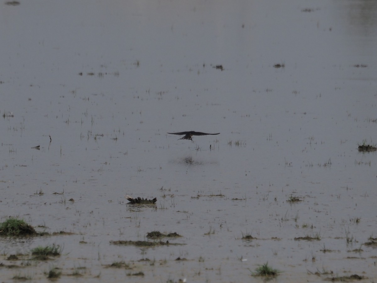 Eurasian Crag-Martin - ML638223933