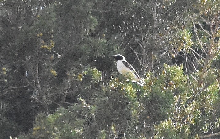 Western Black-eared Wheatear - ML638223938