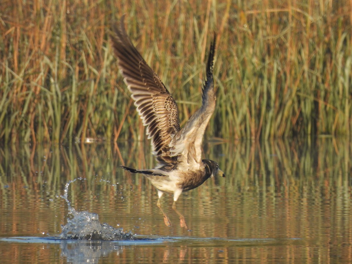 Olrog's Gull - ML638223945