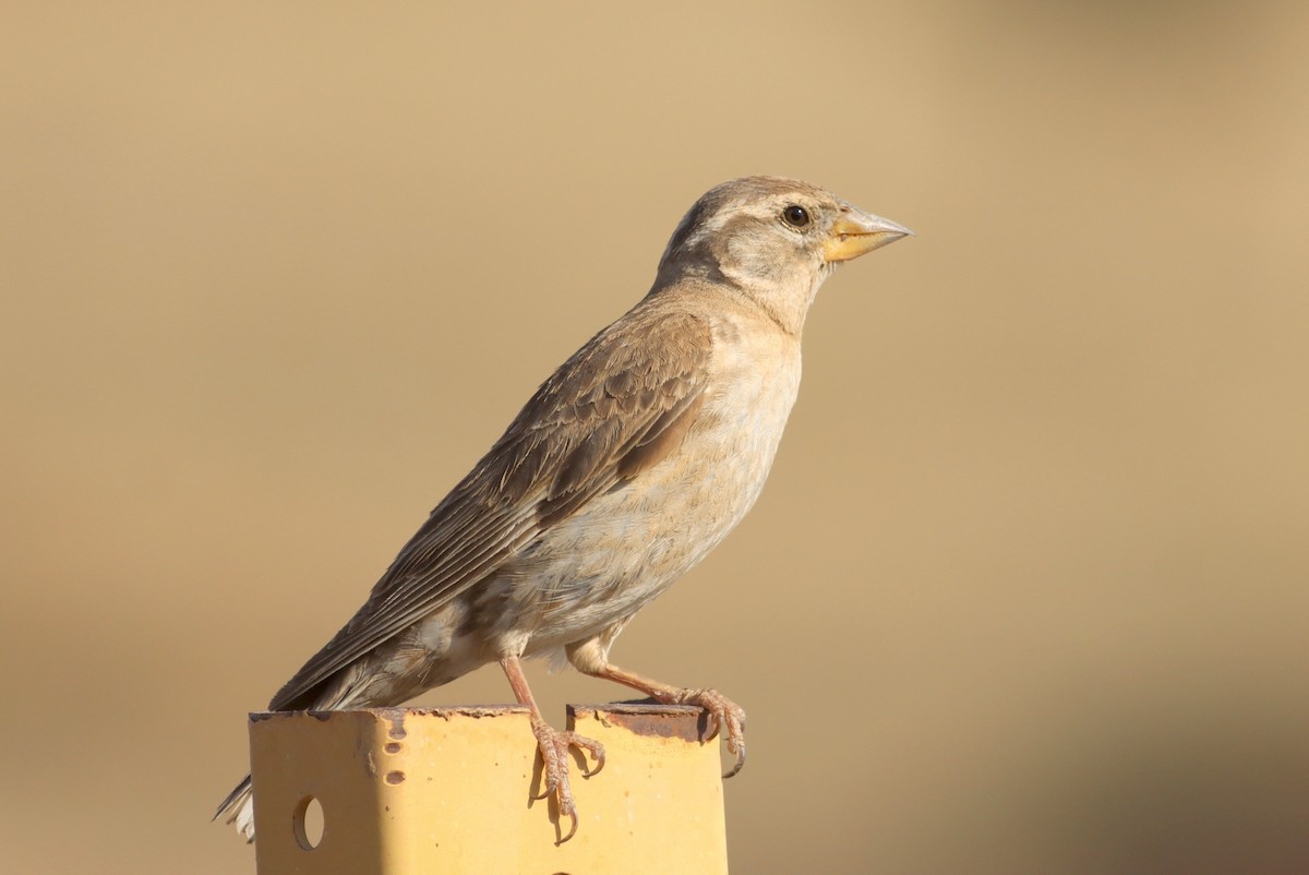 Rock Sparrow - ML638223949