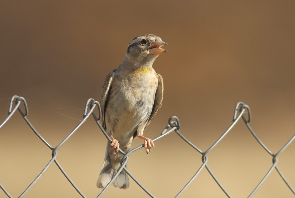 Rock Sparrow - ML638223950