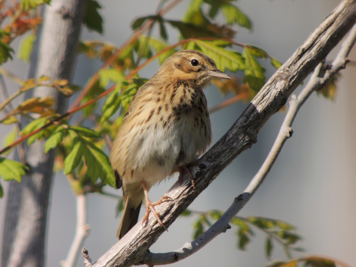 Tree Pipit - ML638223970