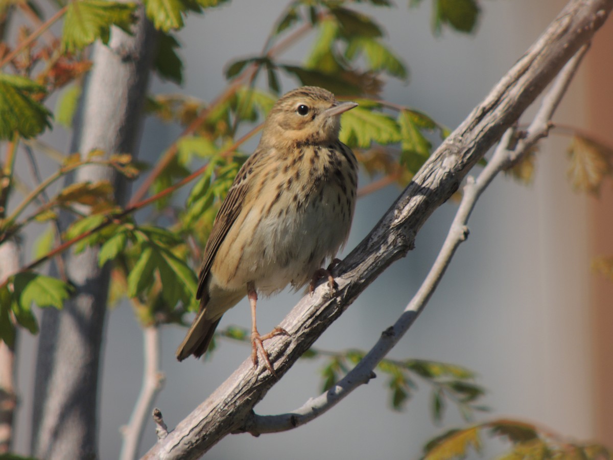 Tree Pipit - ML638223971