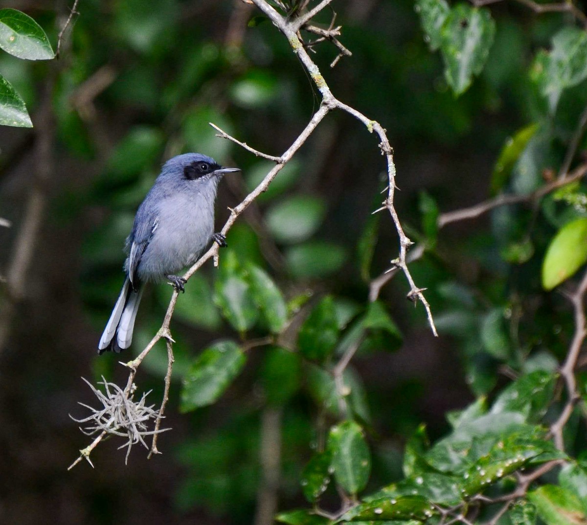 Masked Gnatcatcher - ML638223974