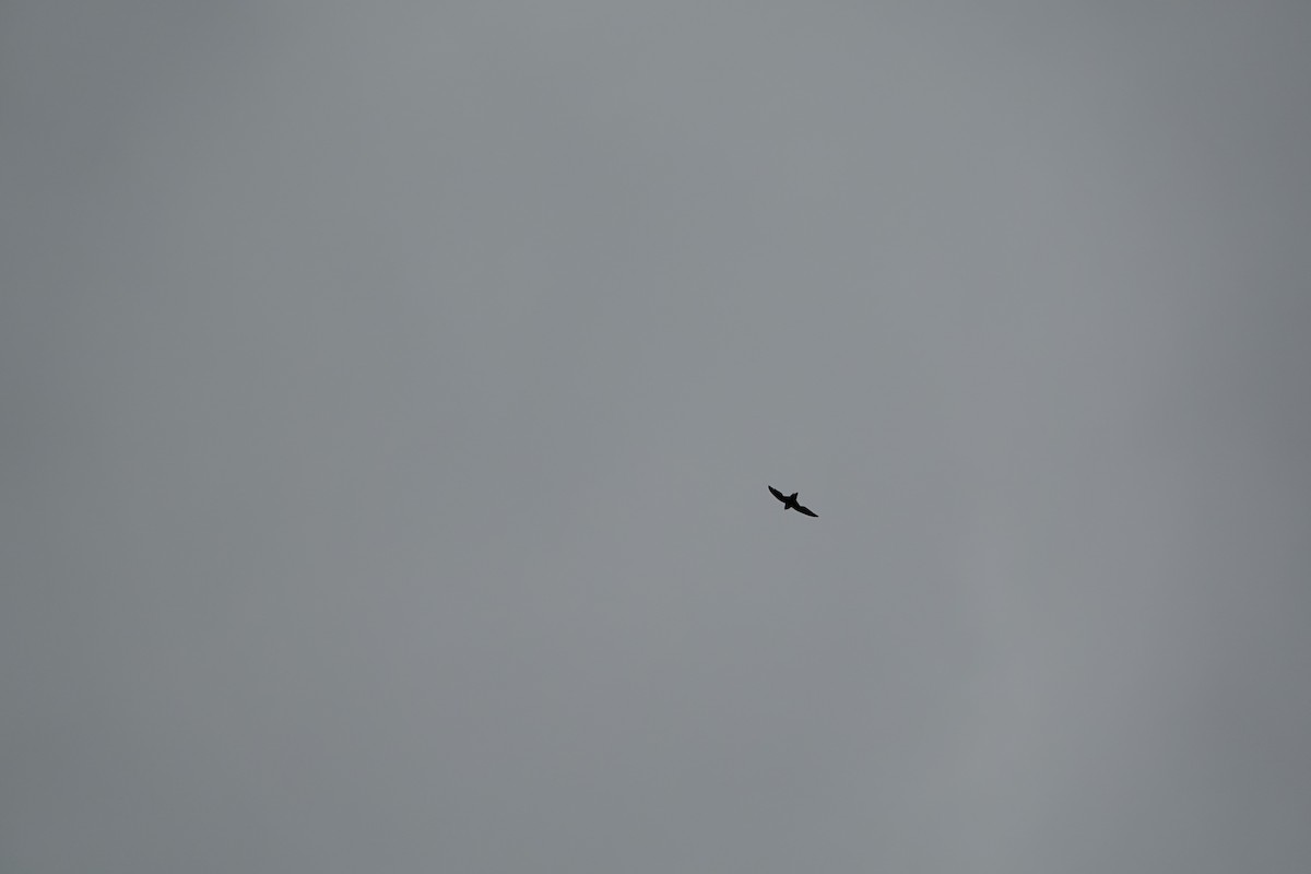 Chimney Swift - ML638223976