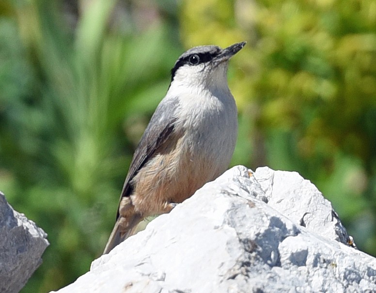 Western Rock Nuthatch - ML638223984