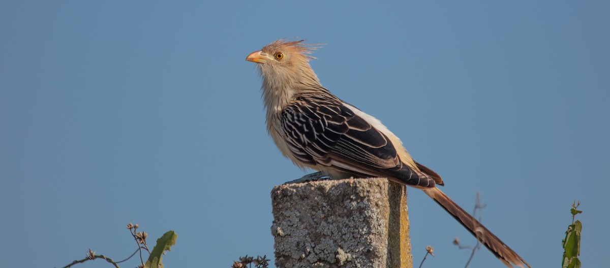 Guira Cuckoo - ML638224007