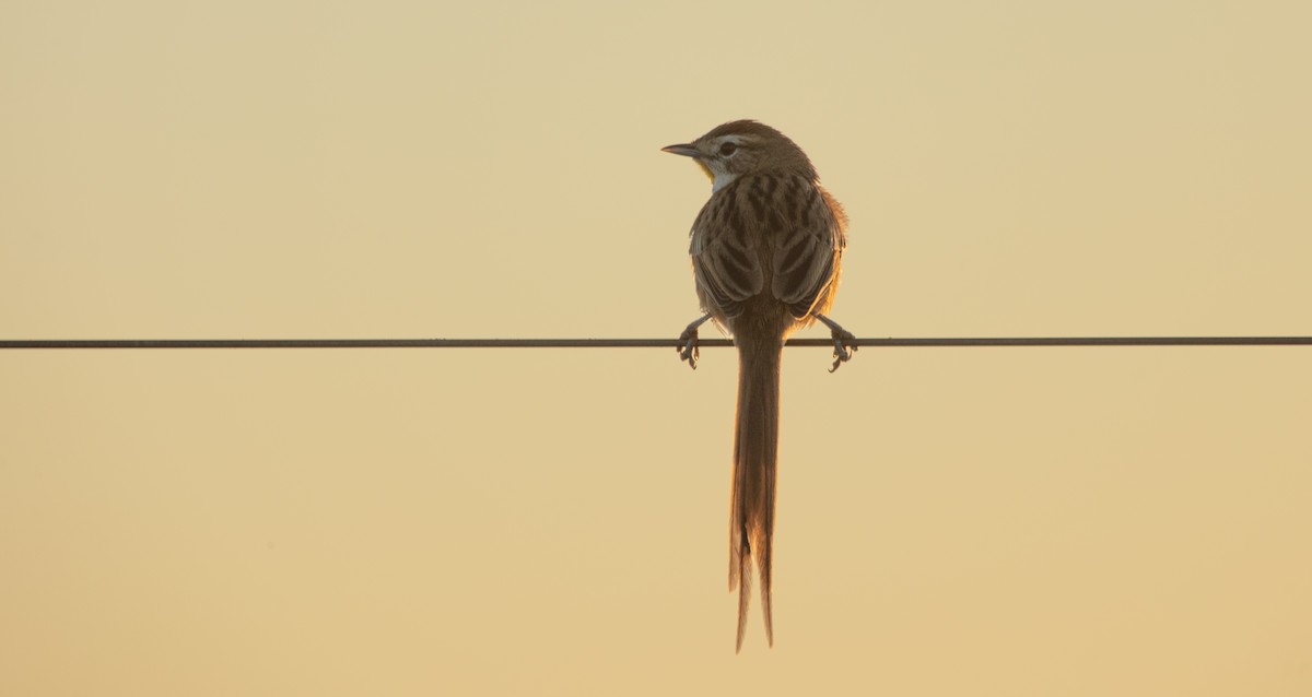 Chotoy Spinetail - ML638224013