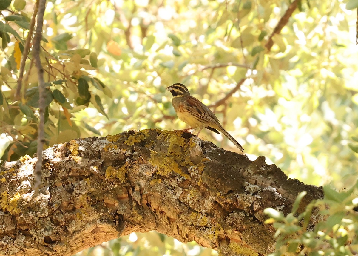Cirl Bunting - ML638224017