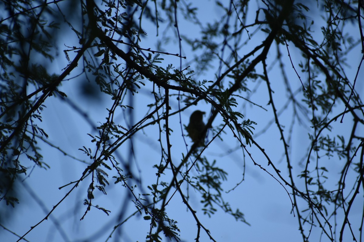 Verdin - ML638224020
