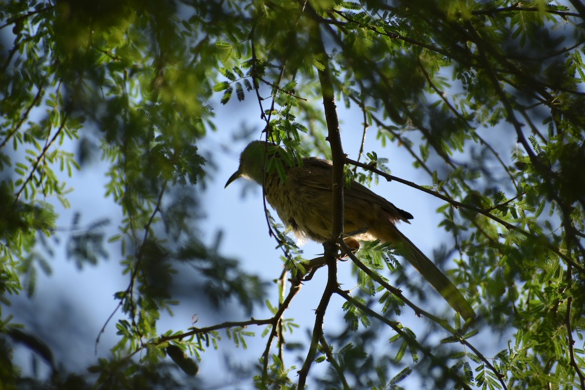 Cactus Wren - ML638224035