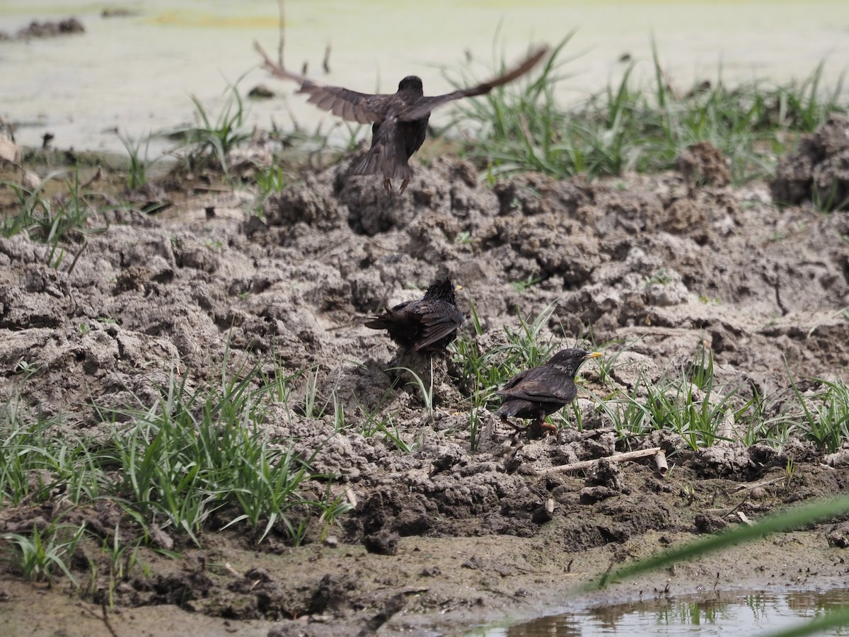 Spotless Starling - ML638224043