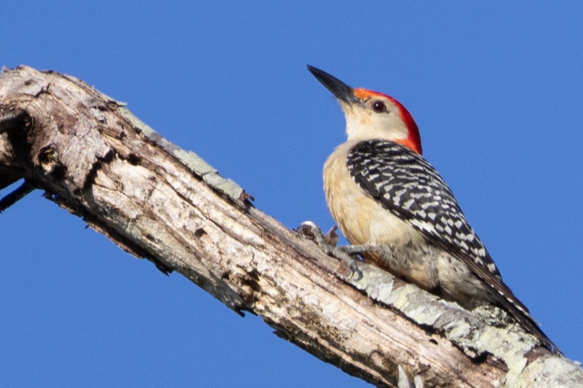 Red-bellied Woodpecker - ML638224044