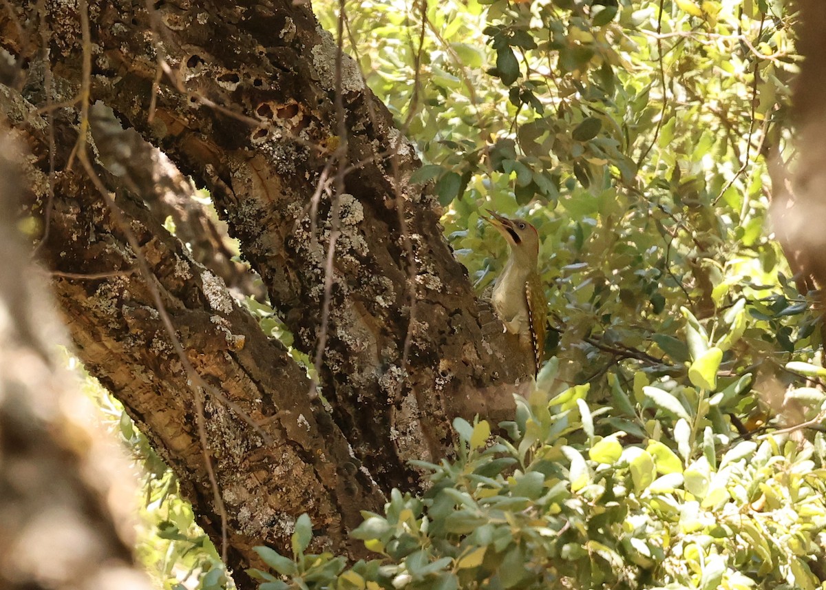 Levaillant's Woodpecker - ML638224059