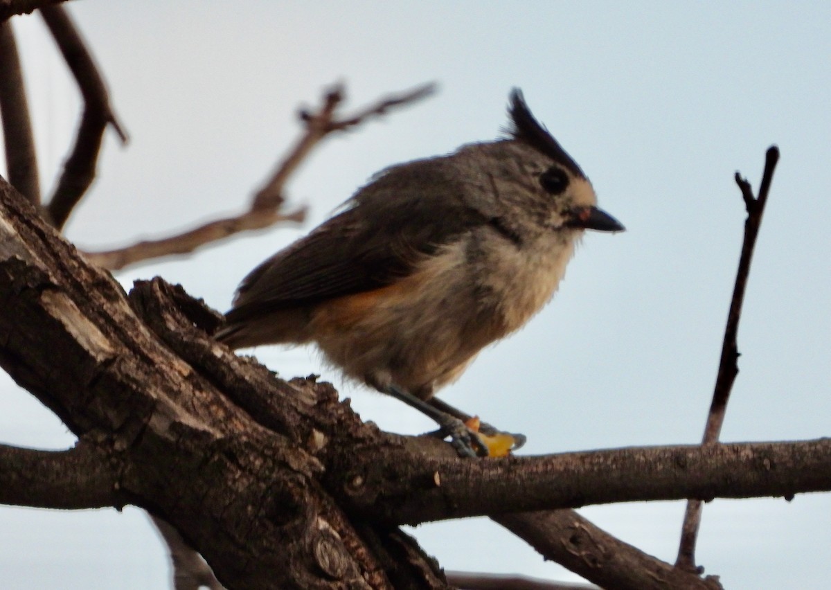 Black-crested Titmouse - ML638224064