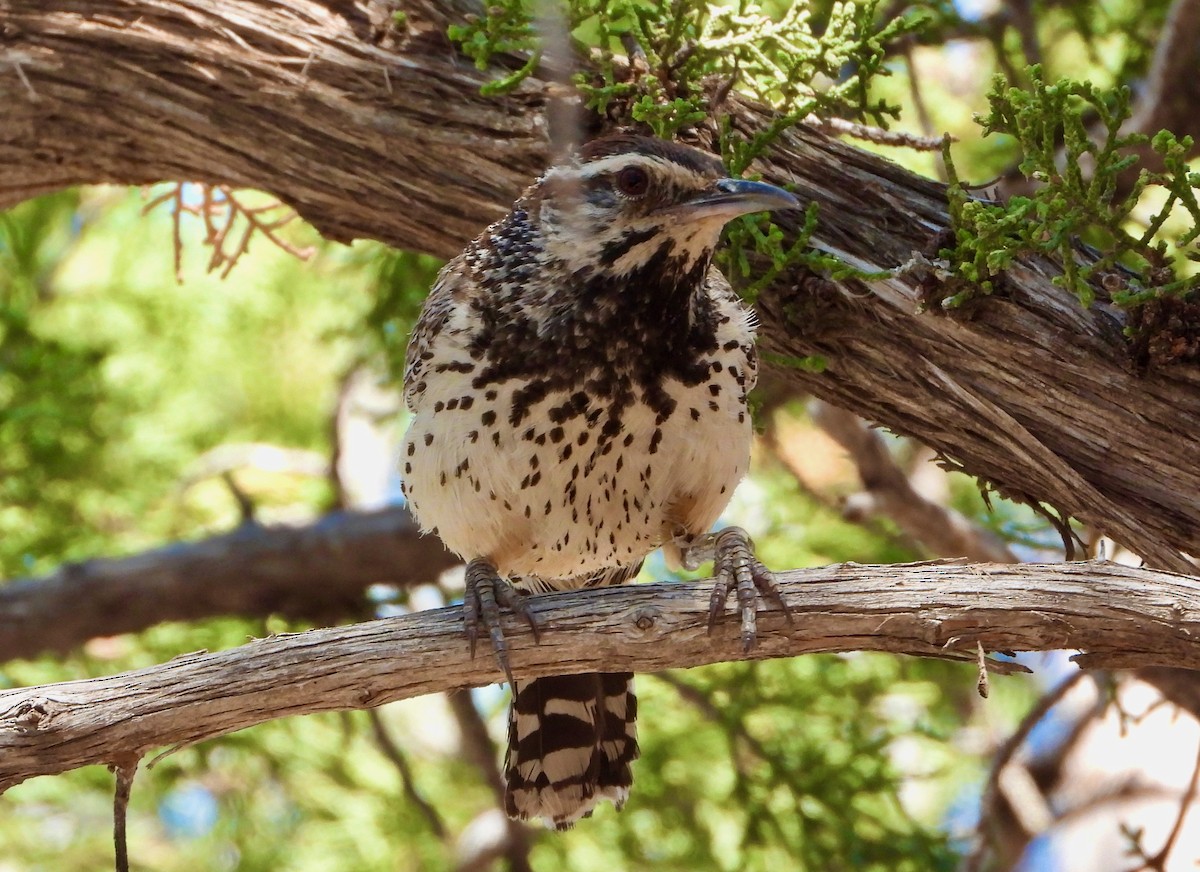 Cactus Wren - ML638224073