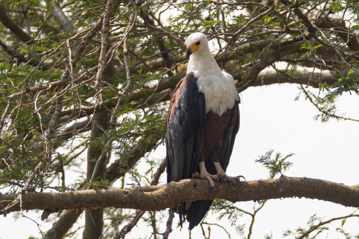 African Fish-Eagle - ML638224104