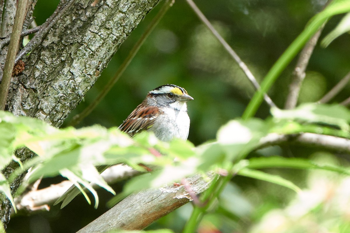 White-throated Sparrow - ML638224122