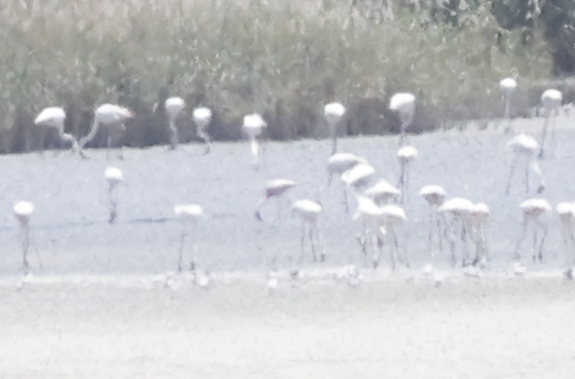 Lesser Flamingo - ML638224144