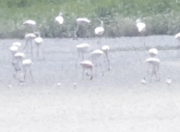 Lesser Flamingo - ML638224151