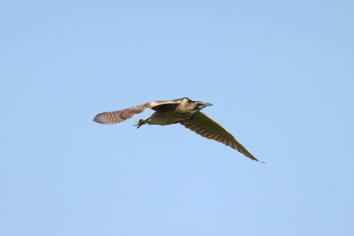Eurasian Bittern - ML638224158