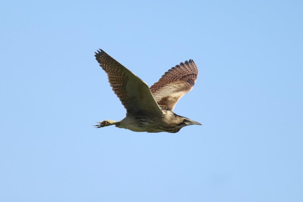 Eurasian Bittern - ML638224162