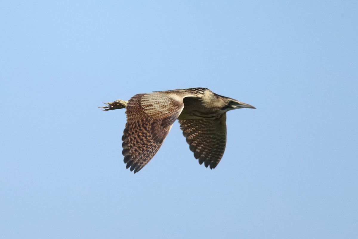 Eurasian Bittern - ML638224163