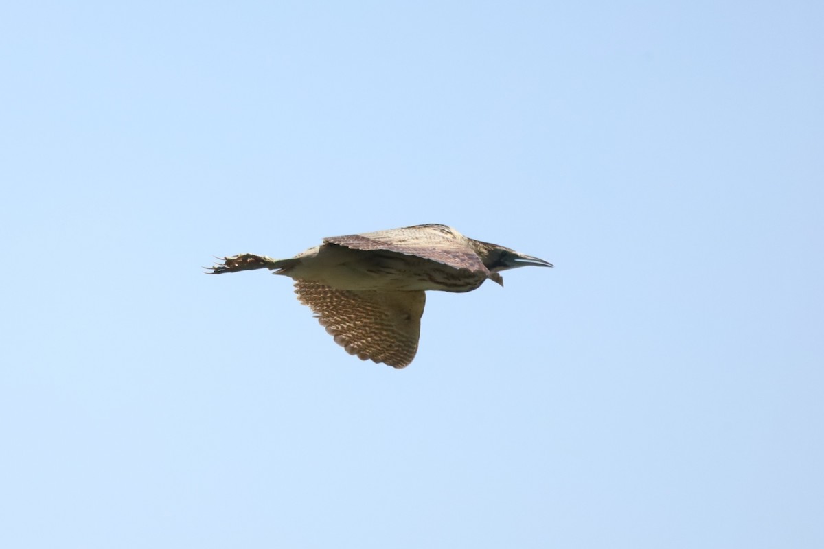 Eurasian Bittern - ML638224164