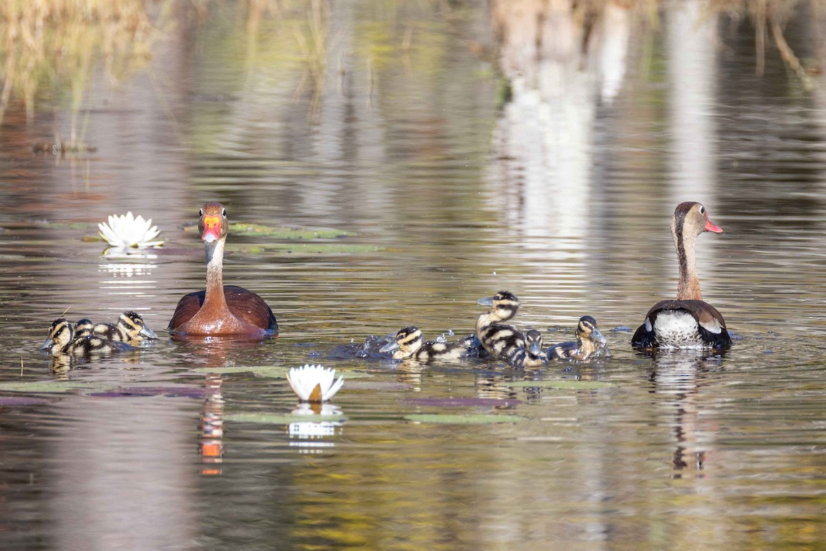 Black-bellied Whistling-Duck - ML638224166